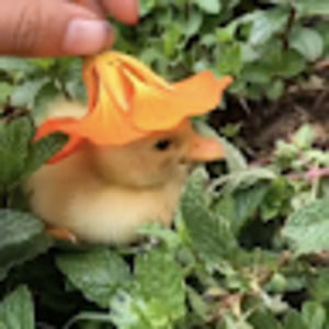 Meet your Posher, Jasmine